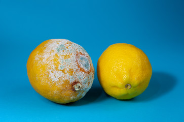 Two lemons fresh and spoiled, moldy fruit. Moldy lemon on a blue background. Botulism spores on...