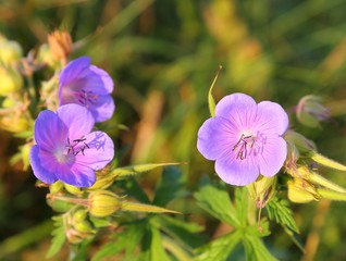 Obraz premium Geranium.