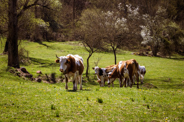 Fototapeta na wymiar The cows grazing on a meadow