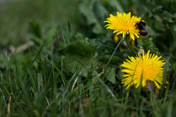 Hummel auf Löwenzahn