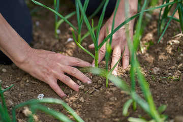 Hands of a woman farmer in the onions