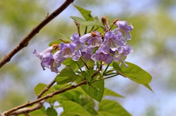 Flowers of Paulownia tomentosa close up against the sky
