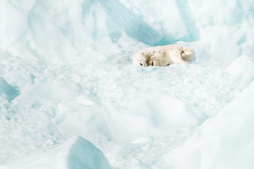 Wild polar bear in the Arctic