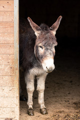 Portrait of a donkey standing in the doorway of the stable