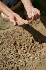 Woman planting beans