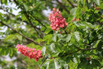Obraz premium Blooming pink chestnut in the garden in spring