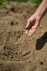 Woman planting beans