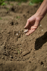 Woman planting beans
