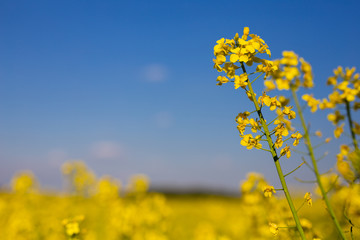 Obraz premium Yellow rape oil flowers over the blue sky