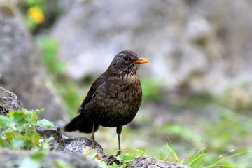 Blackbird Turdus merula in the Park