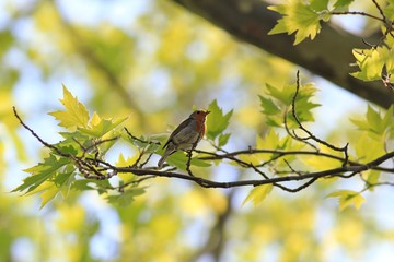 Robin Erithacus rubecula on a branch in the Park