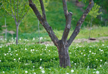Orchard in a dandelions field