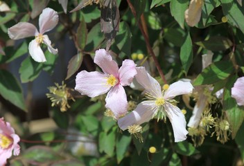 Pink clematis flowers in the garden