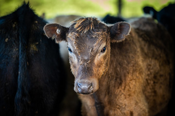 Beef cows and calfs grazing on grass in south west victoria, Australia. eating hay and silage....