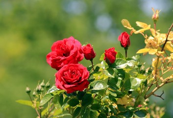 Red roses blooming in the garden