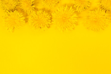 Obraz premium Beautiful vibrant bright yellow background with bright yellow dandelions nature elements. Summer yellow simple background with a frame of flowers for text. Flatlay layout.