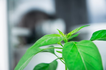 Young seedlings on a natural background. Seedlings ready for planting. Close up