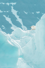 Fototapeta na wymiar Wild polar bear in the Arctic