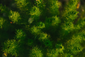 Closeup of Adonis vernalis in beautiful light in springtime. 