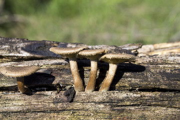 Polypore mushroom on the tree
