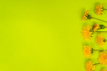 Bouquet of dandelions with dandelion flower on a green background. Flat layout with coipe space.