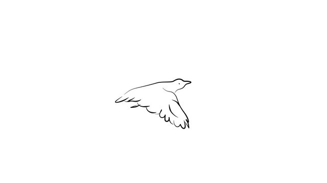 Cute hand drawn animation with flying bird. Isolated cartoon character in outline style. Doodle nature concept. Monochrome clip-art. Imitation of ink brush art. Footage with alpha channel