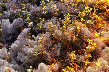Naklejka na ściany i meble Gray Lichen Cladonia rangiferina or Reindeer grey lichen on yellow sunlight. Beautiful forest moss background
