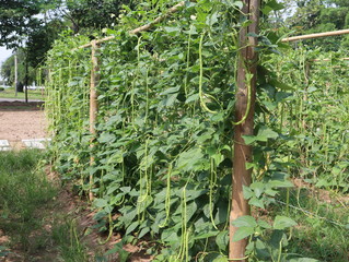 Fototapeta na wymiar plantation of Yardlong beans in the organic garden
