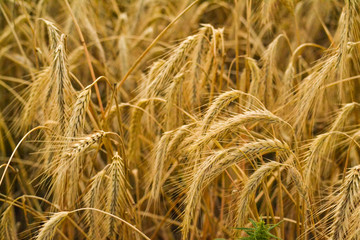 Close up view of a golden wheat field in the countryside.