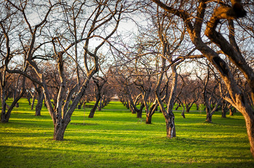 Early spring apple trees planted in rows in Kolomenskoye public park, Moscow