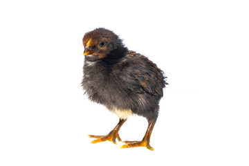black chicks isolated on a white background. beautiful black little chicken isolated on the white. No shadows. Little black chick against white background.. one day black chicken on a white background