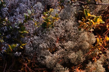 Gray Lichen Cladonia rangiferina or Reindeer grey lichen on yellow sunlight. Beautiful  forest moss background