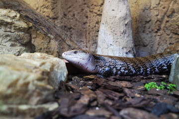 A lizard lying on the ground