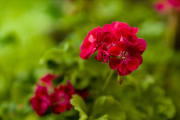 Obraz premium flowers in the home garden, geranium on a green background, spring time