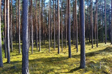 Pine forest on a sunny spring day
