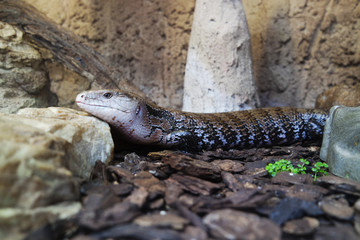 A lizard lying on the ground