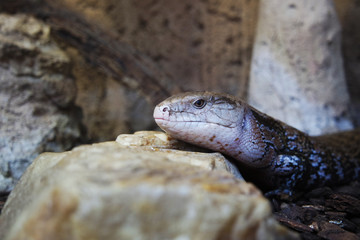 Fototapeta premium A lizard lying on the ground