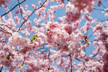 Spring cherry blossoms under blue sky