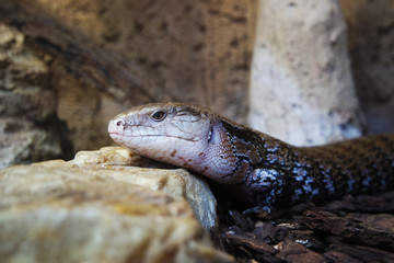 A lizard lying on the ground