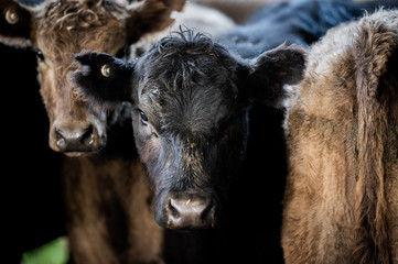 Beef cows and calfs grazing on grass in south west victoria, Australia. eating hay and silage....