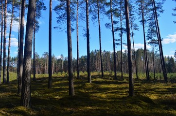 Naklejka premium Pine forest on a sunny spring day
