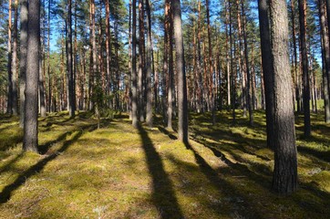 Pine forest on a sunny spring day
