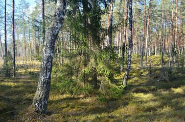 Obraz premium Pine forest on a sunny spring day