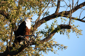 FishEagle