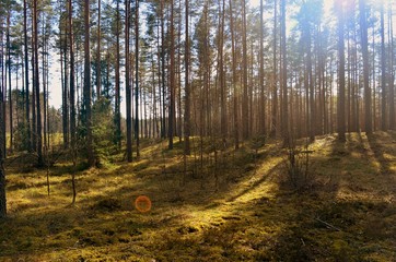 Pine forest on a sunny spring day