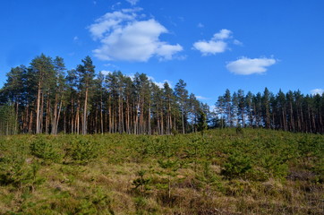 Pine forest on a sunny spring day