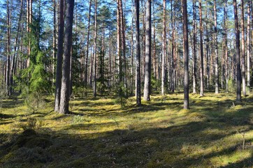 Fototapeta na wymiar Pine forest on a sunny spring day