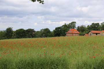 Obraz na płótnie Canvas Country field outside Roskilde