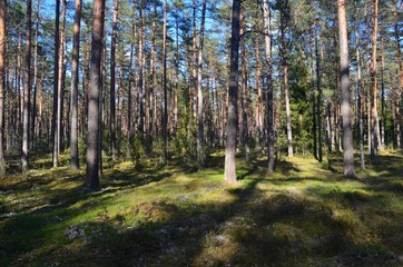 Pine forest on a sunny spring day