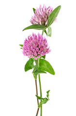 Herbal medicine: Clover flowers isolated on a white background.